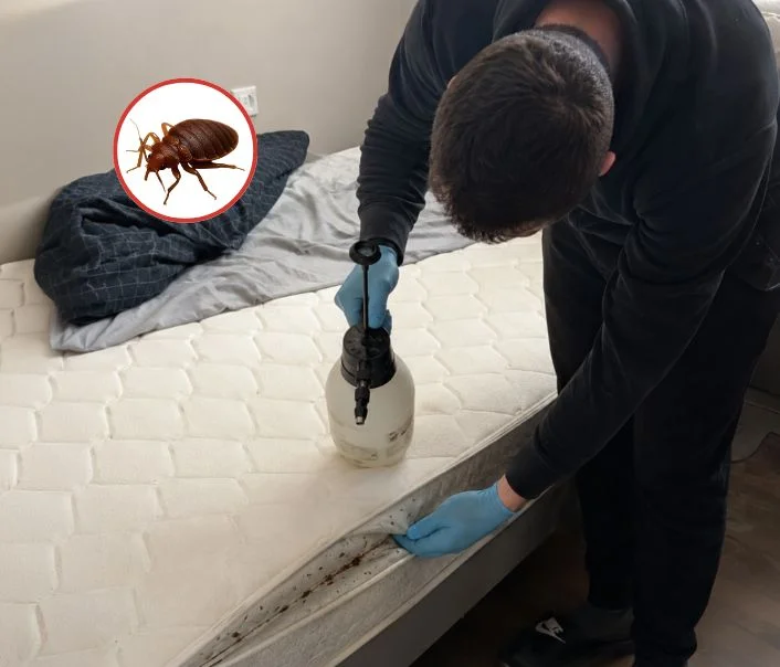 Technicien traitant un matelas contre les punaises de lit à Bonnelles